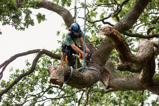 Best Arborist Consultation Services  in Billings, MT