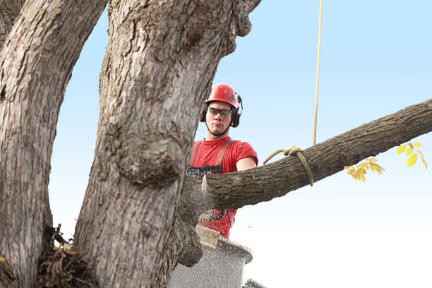 How Our Tree Care Process Works  in  Billings, MT