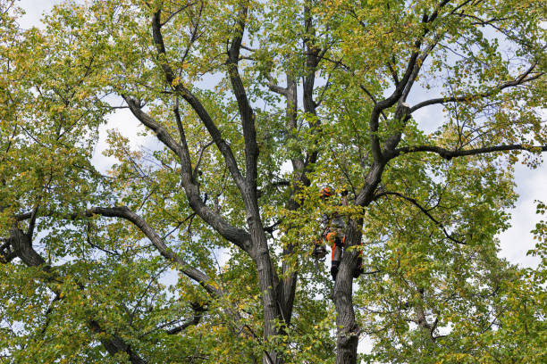 Reliable Billings, MT Tree Care Solutions